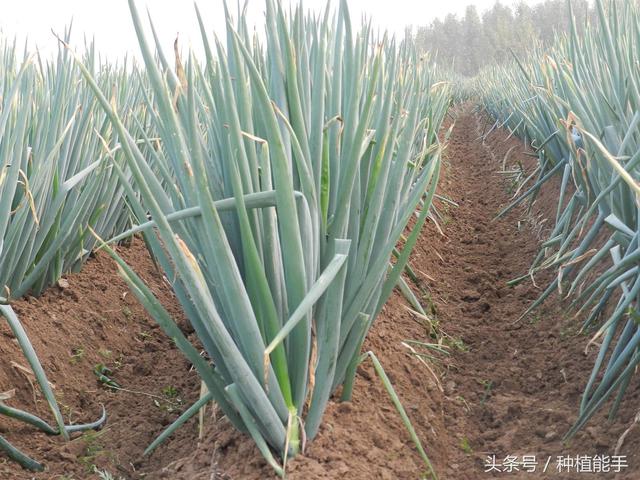 大葱地除草，既安全又彻底，这种方法效果最好