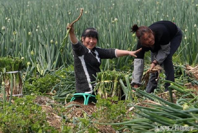 大葱地除草，既安全又彻底，这种方法效果最好