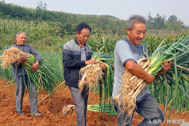 大葱地除草，既安全又彻底，这种方法效果最好