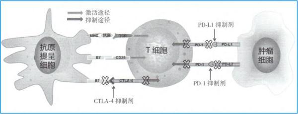 再次实锤！抗癌起效竟是因为NK细胞 免疫治疗重大新发现