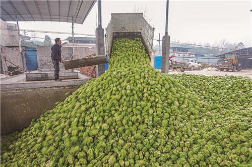 丰都：满地菜头满地金——丰都县北岸乡镇砍收青菜头掠影