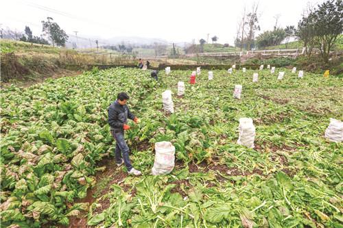 丰都：满地菜头满地金——丰都县北岸乡镇砍收青菜头掠影