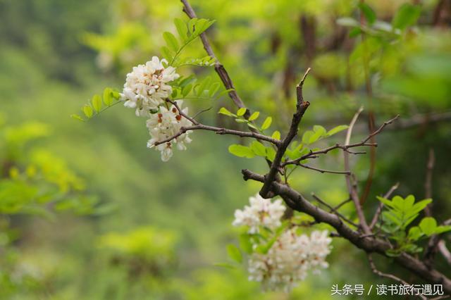 五月，槐花飘香的青州泰和寺