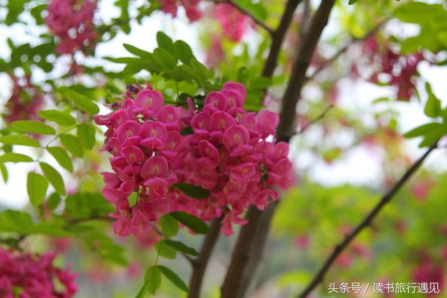 五月，槐花飘香的青州泰和寺
