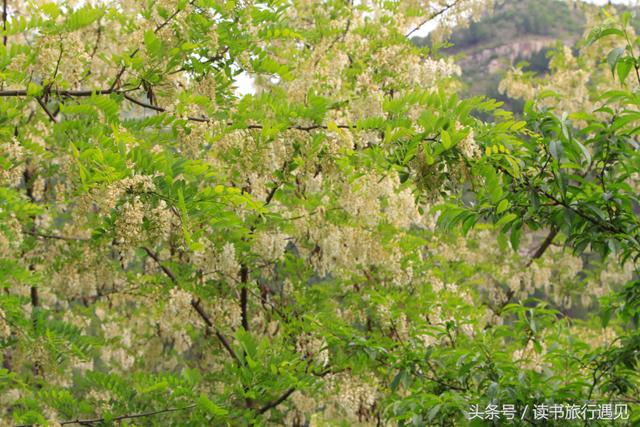 五月，槐花飘香的青州泰和寺