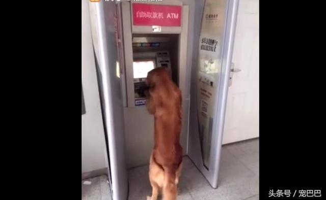 狗狗去银行取款机上取钱，会输入密码，还会把钱叼给主人！
