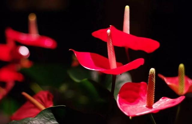 「诗词原创」魏子昌｜咏百花专辑-暗香浮动自芳菲