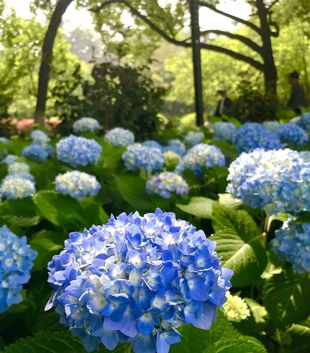 「诗词原创」魏子昌｜咏百花专辑-暗香浮动自芳菲