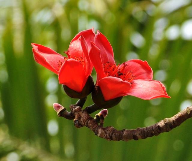 「诗词原创」魏子昌｜咏百花专辑-暗香浮动自芳菲