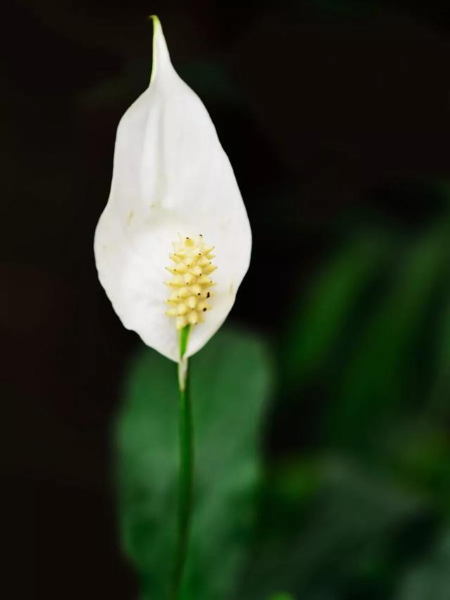 「诗词原创」魏子昌｜咏百花专辑-暗香浮动自芳菲