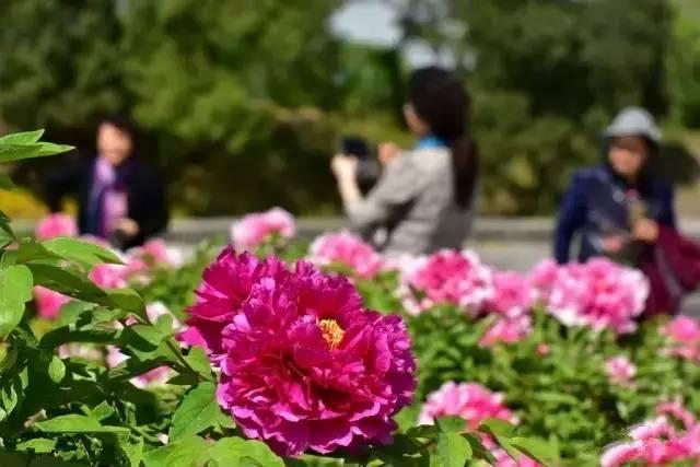 洛阳牡丹美？京城花更娇！