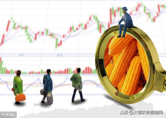 玉米涨价！春节后会不会大涨？最新消息来了！