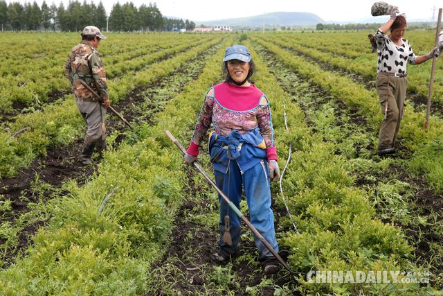 “蓝莓之乡”——黑龙江伊春致富名片