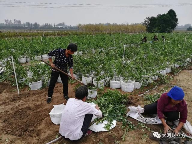 产业扶贫新样本！碧桂园苗木基地为这里的贫困户埋下致富种子