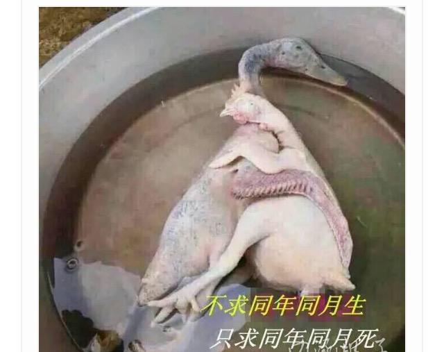 大哥直播玩蛇，然后悲剧了