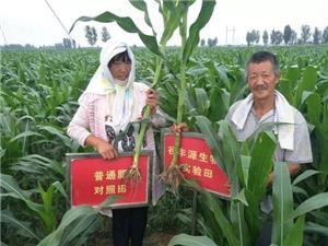 山东谷丰源生物肥田间试验成效显著 老百姓称赞连连