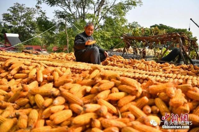 广西600多万人受益！这笔钱11月15日前补发到位……