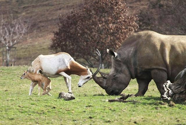 为了保护幼崽，羚羊妈妈与3吨重大犀牛决斗，结果让人意外！