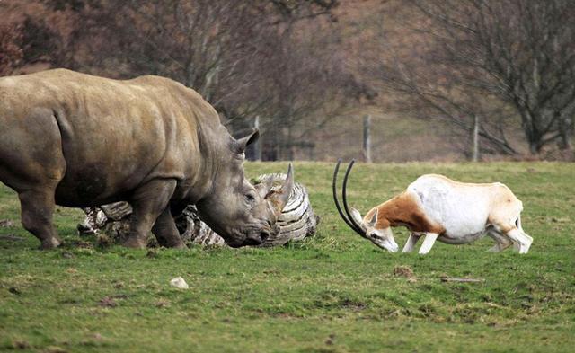 为了保护幼崽，羚羊妈妈与3吨重大犀牛决斗，结果让人意外！