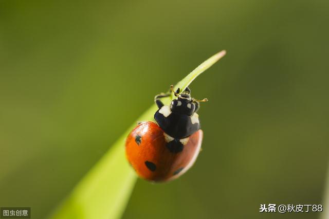 龙头返奇数依然无大奖，七星彩继续轮空，体彩的俩玩法都在憋大招