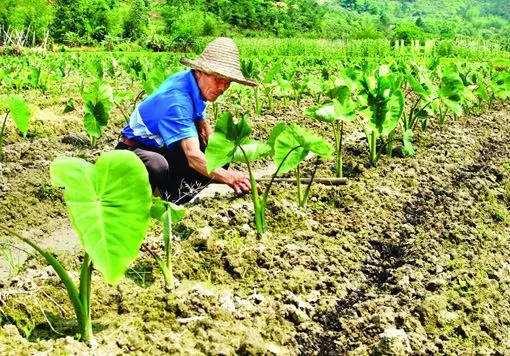 好消息！今后农民养殖的活体畜禽和圈舍都能用来抵押贷款了