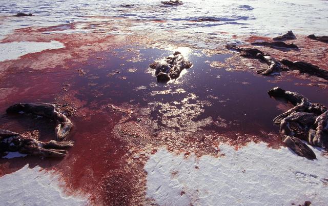 为了赚钱，渔民疯狂捕杀婴儿海豹，加拿大人竟然说合法？