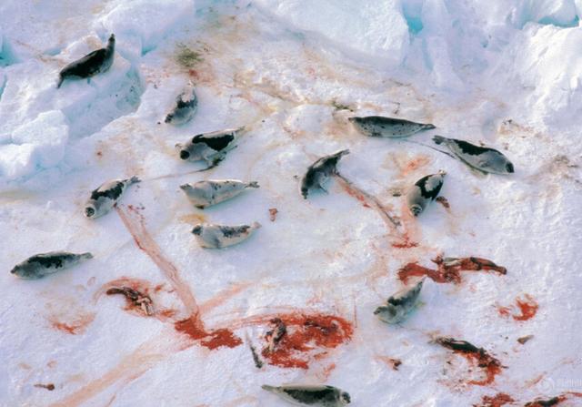 为了赚钱，渔民疯狂捕杀婴儿海豹，加拿大人竟然说合法？