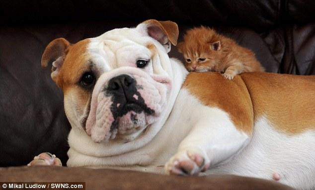 斗牛犬把孤儿小猫照顾的妥妥的，因为无法生小狗就把小猫当亲生的