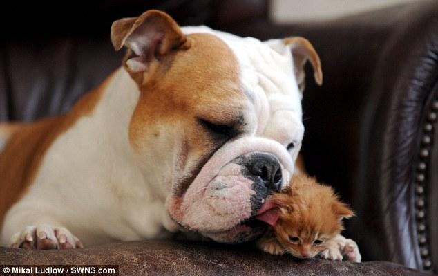 斗牛犬把孤儿小猫照顾的妥妥的，因为无法生小狗就把小猫当亲生的