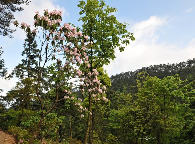 赏庐山杜鹃花，重游老电影取景地300万年前的冰窖遗迹！