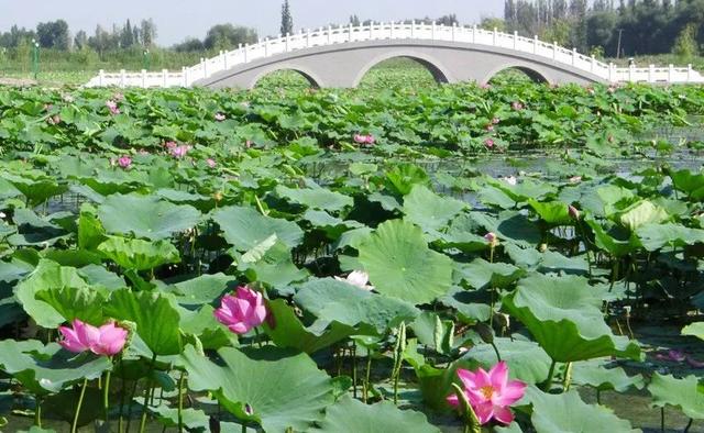 六师五家渠市再登央视！一起来“盘”这里的色彩和美食