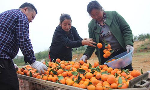 70岁开始创业，85岁入选中国商界女性50强，靠卖橙子身家过亿