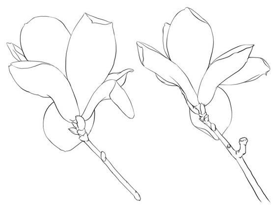 难得一见！玉兰花高清白描线稿资料，拿去临摹学画