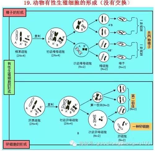 惊爆：22张知识结构图涵盖高中生物所有重点！收藏受益三年！