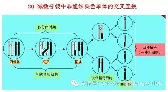 惊爆：22张知识结构图涵盖高中生物所有重点！收藏受益三年！