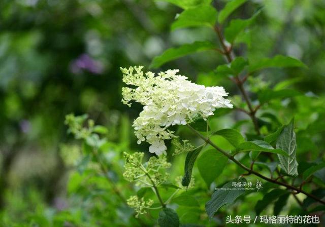 园丁：花多就是任性-河马花园的绣球季