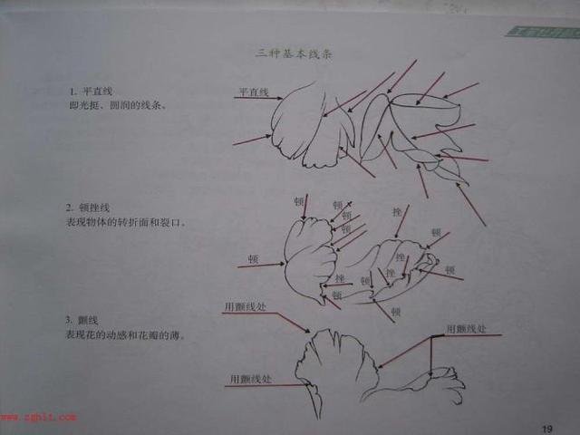 牡丹白描结构图（最好的一篇牡丹教学）