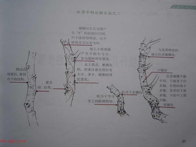 牡丹白描结构图（最好的一篇牡丹教学）