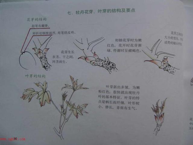 牡丹白描结构图（最好的一篇牡丹教学）