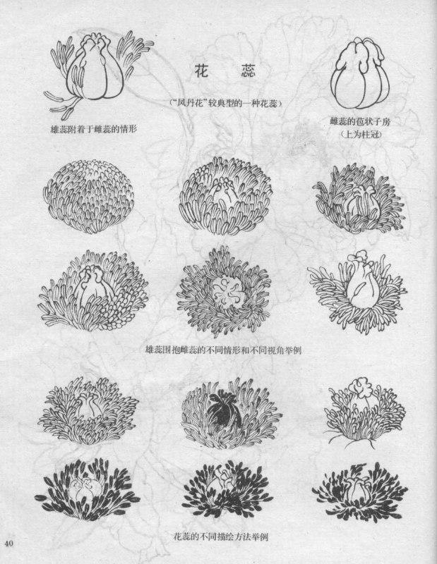 牡丹白描结构图（最好的一篇牡丹教学）