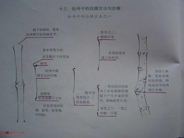 牡丹白描结构图（最好的一篇牡丹教学）