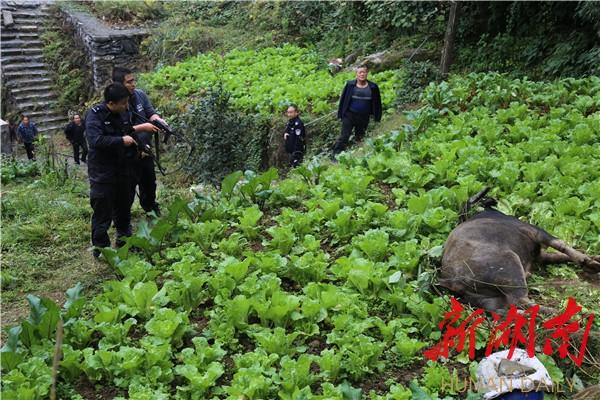 疯牛连伤数人 吉首特警当场击毙