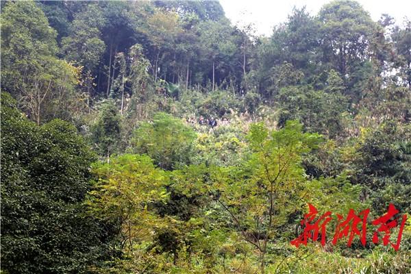 疯牛连伤数人 吉首特警当场击毙