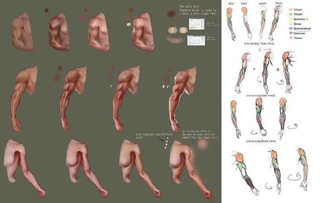 插画肌肉结构图简单粗暴的绘画借鉴