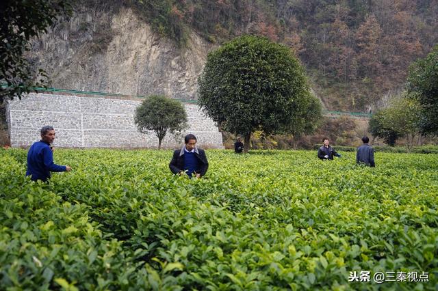 安康产业大王给贫困户配股分红，按月按时发工资一分都不少